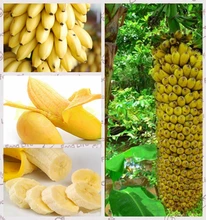 1Bag=100pcs Mini banana seeds Fruit Seeds Rare Exotic Bonsai banana Potted Gift Plant Decoration Home & Garden Free Shipping