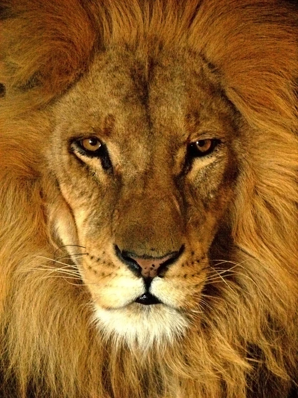 Darica_Lion_07174
