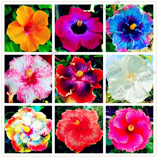100pcs/bag Dinnerplate Hibiscus seeds Perennial Flower seeds home& ... 100pcs/bag Dinnerplate Hibiscus seeds Perennial Flower seeds home& ...