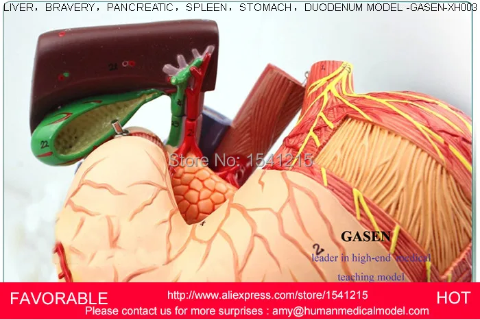 Фигадо печень поджелудочная кистозная структура модель медицинский анатомический пищеварительный желудок гепатобилиальный желудочно-кишечный GASEN-XH003