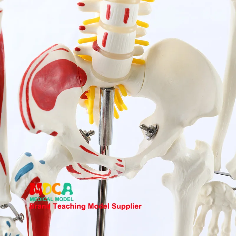 85 см полный размер анатомический скелет человека модель столба тип медицинского обучения оборудования медицинская наука