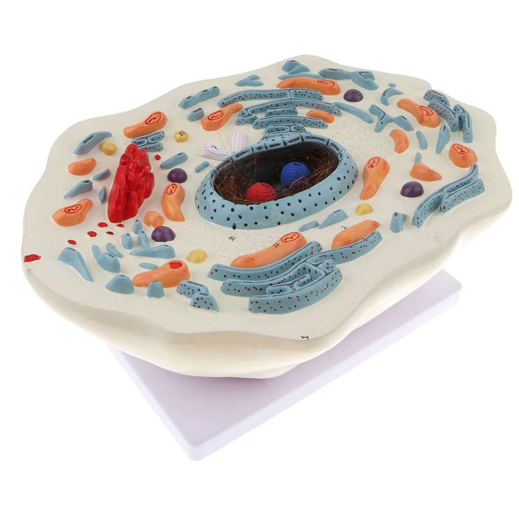 Magnification 20000X Animal Cell Micro Structural Anatomy Model Biological Learning Display Lab Ornament