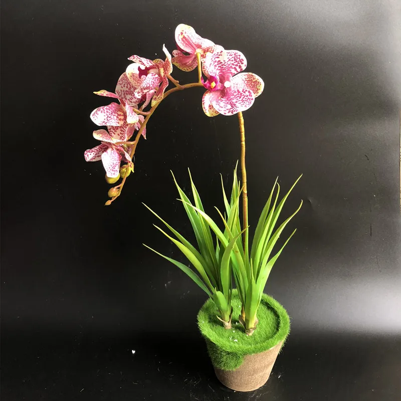 Buy Coffee Color Phalaenopsis Orchid (8