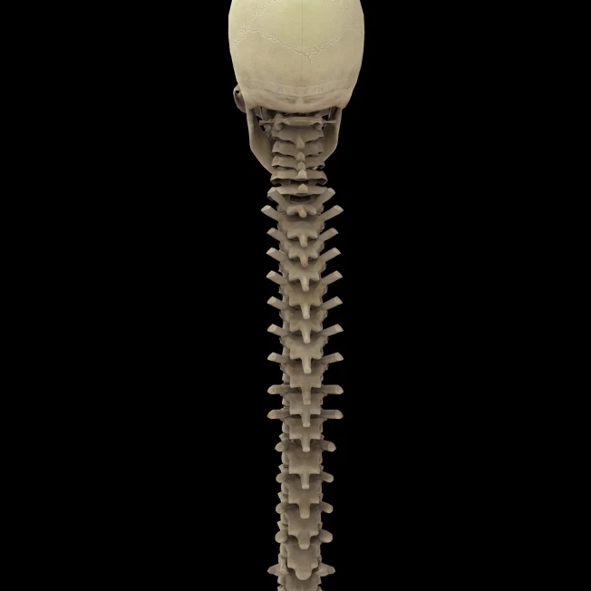 3D rendering of human vertebral column  rear view Poster Print (22 x 34)