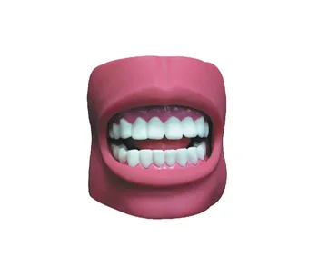

1:1 Large Good Quality Oral Simulation Practice System Dental Phantom Head for Dental School Tooth Care Health Model with Cheek