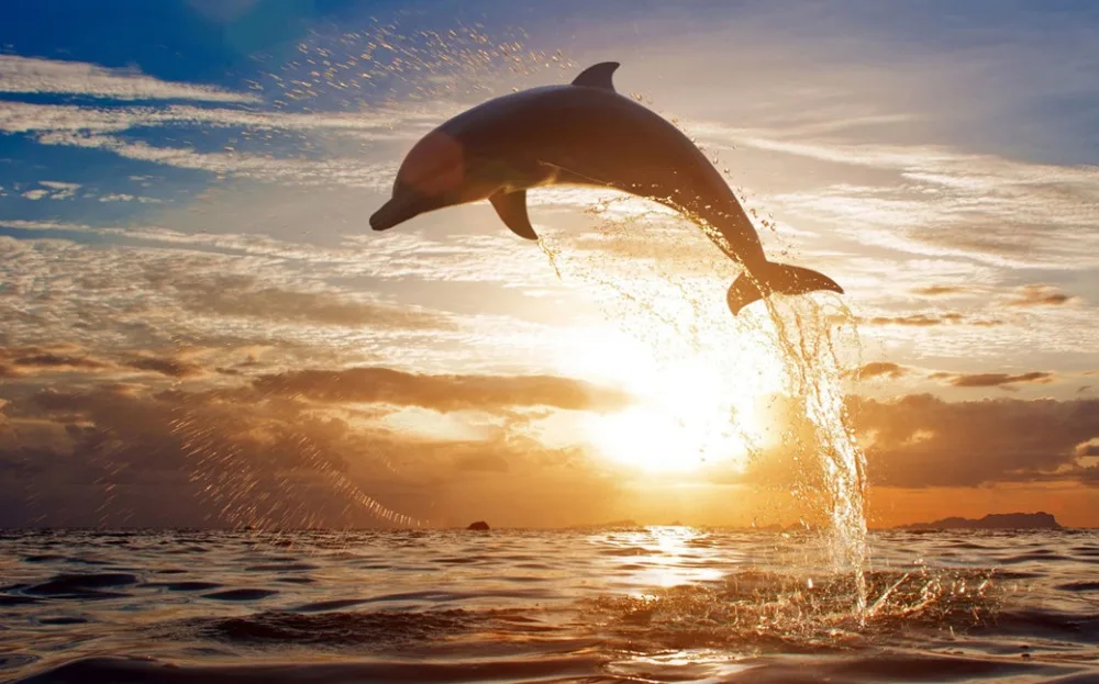 O-Dolphin-13(53x33)