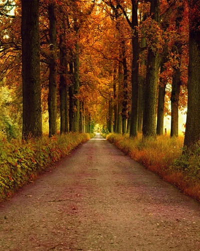 Beautiful Autumn Forest Backgrounds Scenery For Wedding Photo Studio Background Vinyl Newborn Photographic Backdrops Fabric Background Brown Background Supportbackgrounds Web Aliexpress Beautiful Autumn Forest Backgrounds Scenery For Wedding Photo Studio Background Vinyl Newborn Photographic Backdrops Fabric Background Brown Background Supportbackgrounds Web Aliexpress
