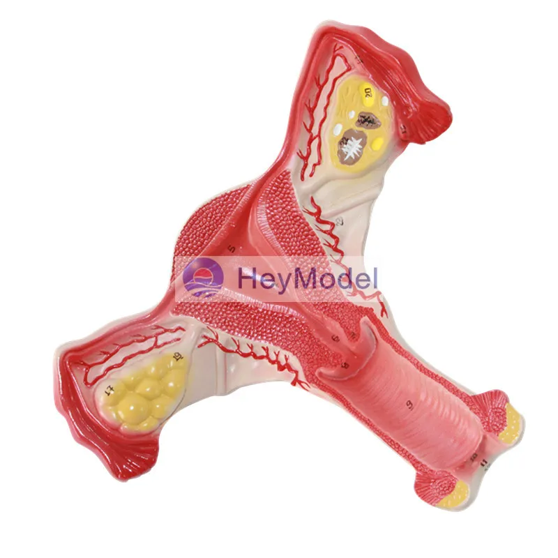 Женская модель матки HeyModel|uterus|uterus model |