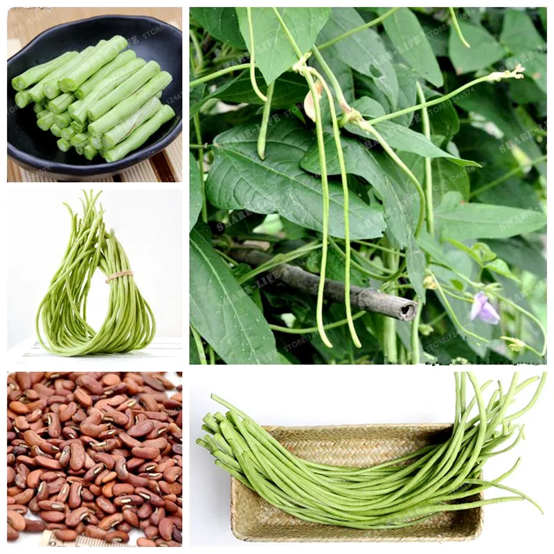 

10 Pcs/Bag Green Long Bean Bonsai Organic And Fresh Healthy Chinese Vegetable Bonsai Natural Growth For Home Garden Easy To Grow