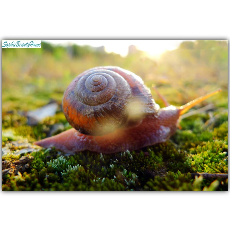 

Sophie beauty home 5D DIY painting diamond cross stitch snail diamond mosaic image rhinestone home decoration design