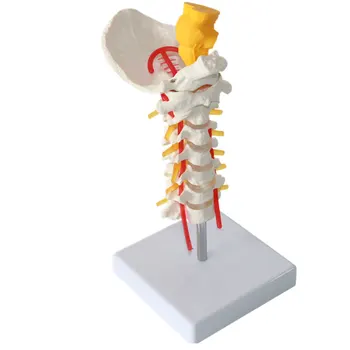 

Occipital and spinal cervical anatomy vertebrae model carotid artery tibia model