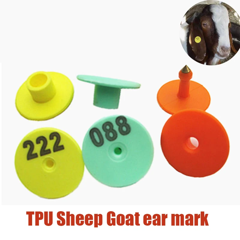 sheep