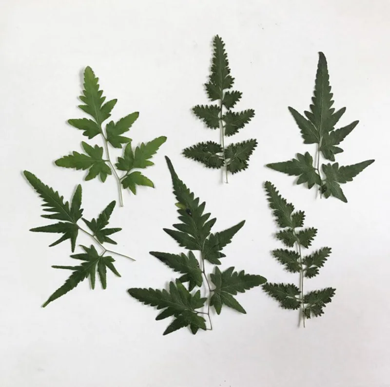 

120pcs 4-8cm Pressed Dried Lygodium Japonicum Grass Leaf Leaves Plants Herbarium Jewelry Bookmark Postcard Making Accessories