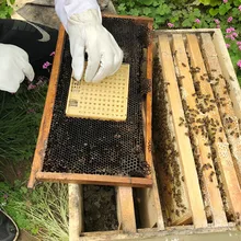 WCIC устройство для выращивания 100 ячеек, коробка с пчелами, королева, разведение пчел, Набор чашек, ловушка для пчеловодства, инструменты для пчеловода, ловушка для пчеловодства