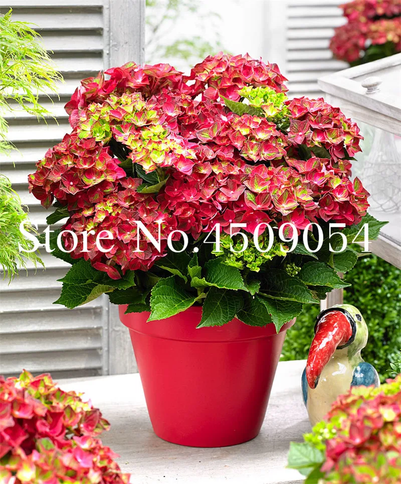 200pcs Hydrangea Bonsai Paniculata Vanilla Macrophylla Flower Home Garden Planting Best Seeds