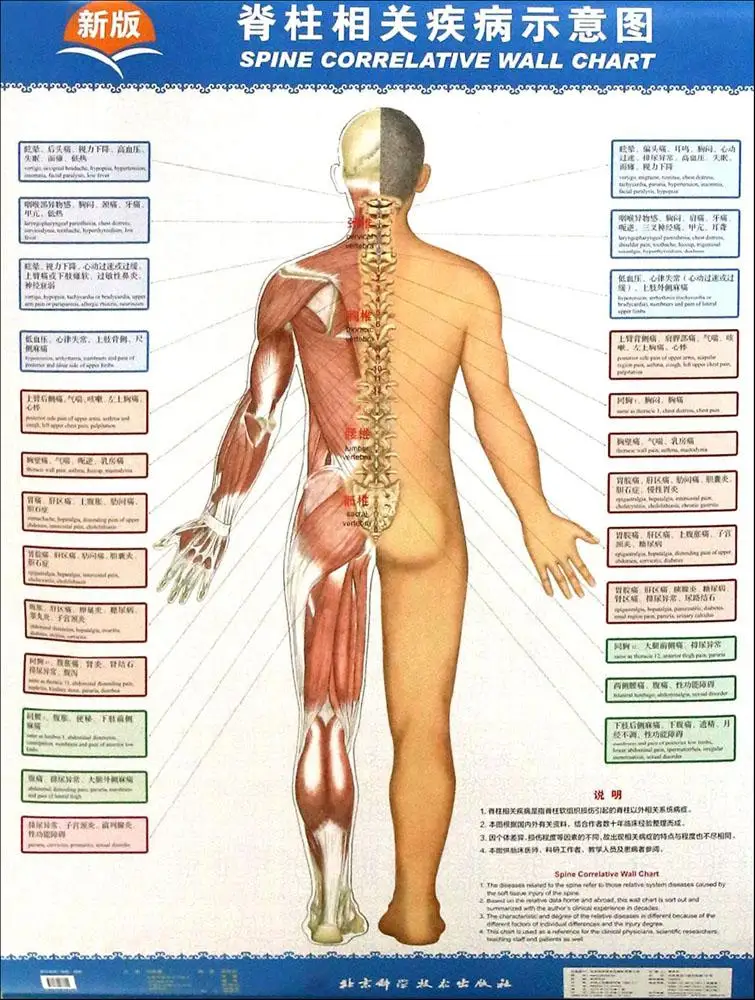 Wall Chart Of Human Anatomy Book