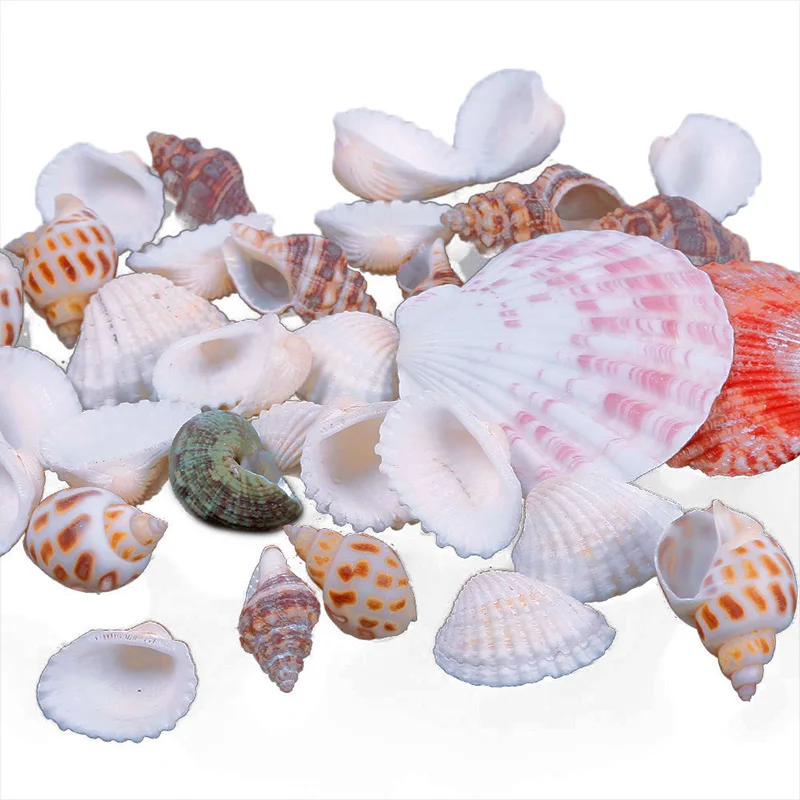 

100g Natural Sea Shell Home Decoration DIY Craft Conch Shell Accessories Shell Craft Aquarium Fish Tank Decor Decoration