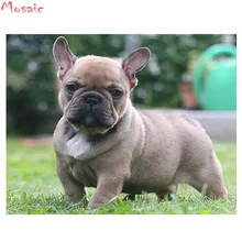 Алмазная вышивка "сделай сам", полная дрель, алмазная живопись, валлийский корги, собака, искусство на заказ, фото, 5d, алмазная вышивка крестиком, стразы, мозаика