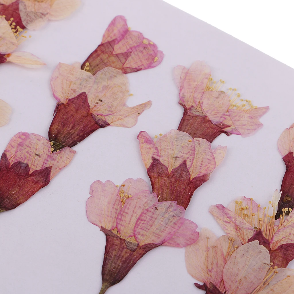 MagiDeal 12x Pressed Real Sakura Flower Dried Flowers DIY Phone Case Scrapbook Crafts for Making Greeting Card Craft Accessories