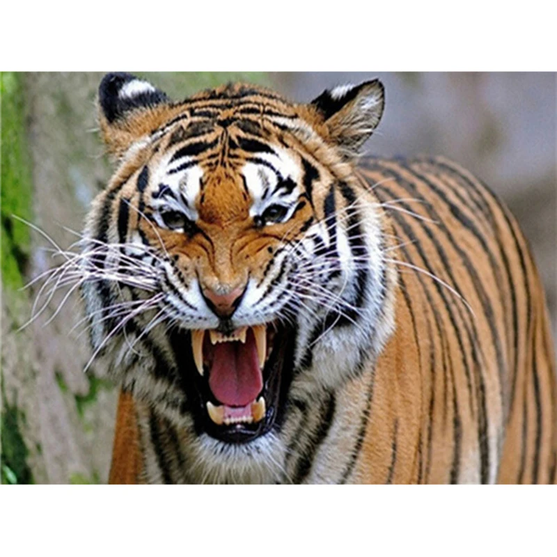 Король тигров. Большой белый тигр. The tiger roars from the side. Серий тигр. Король тигров джо экзотик.