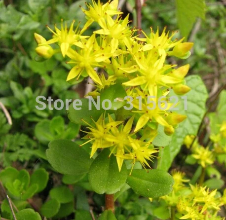 20pcs The import of American fleshy seeds Stonecrop genus Sedum Acre Golden Carpet