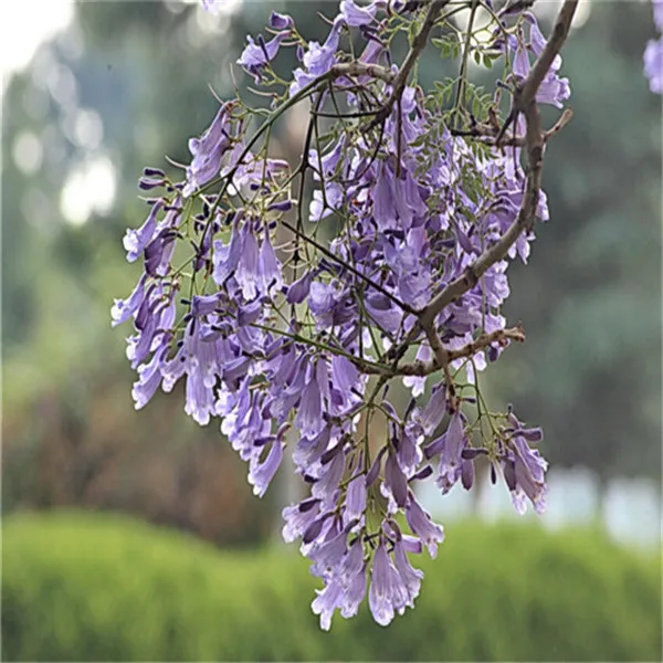 20 قطعة ترقية! شجرة بونساي زهرة الأزرق PurpleJacaranda Mimosifolia شجرة شجيرة حديقة سهلة تنمو بقاء معدل مرتفع جدا 20 قطعة ترقية! شجرة بونساي زهرة الأزرق PurpleJacaranda Mimosifolia شجرة شجيرة حديقة سهلة تنمو بقاء معدل مرتفع جدا