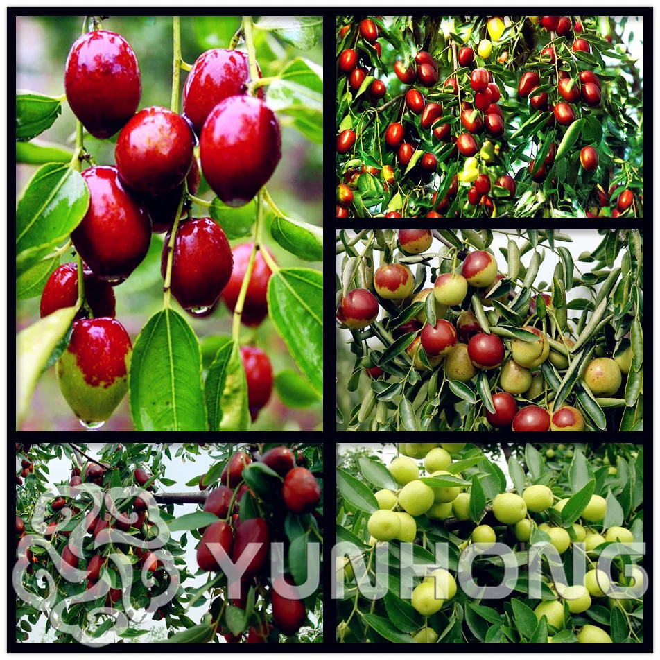 

Hot Selling Red Jujube Bonsai Healthy nutritious fruit Bonsai tree plant DIY Home Garden 10PCS Bonsai Free Shipping