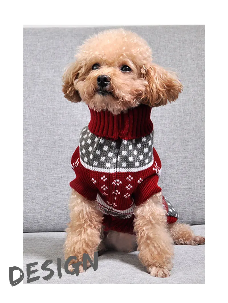 clothes dog boy
