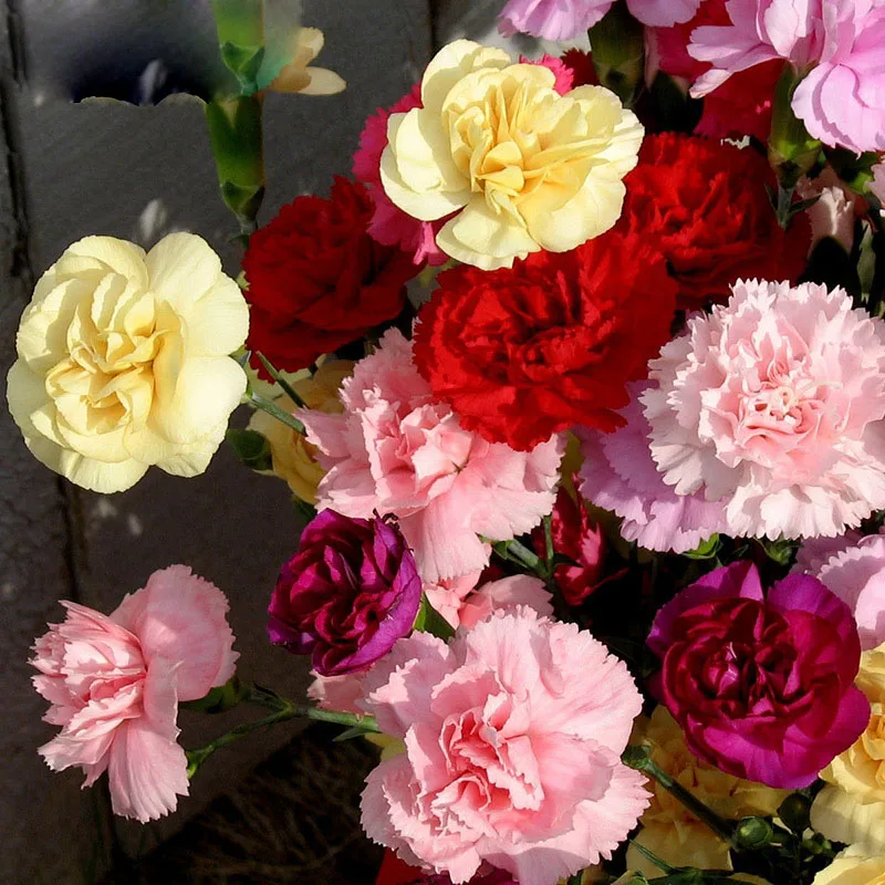 Buy 300 Pcs Carnation Seeds Multiple Colors Free Shipping