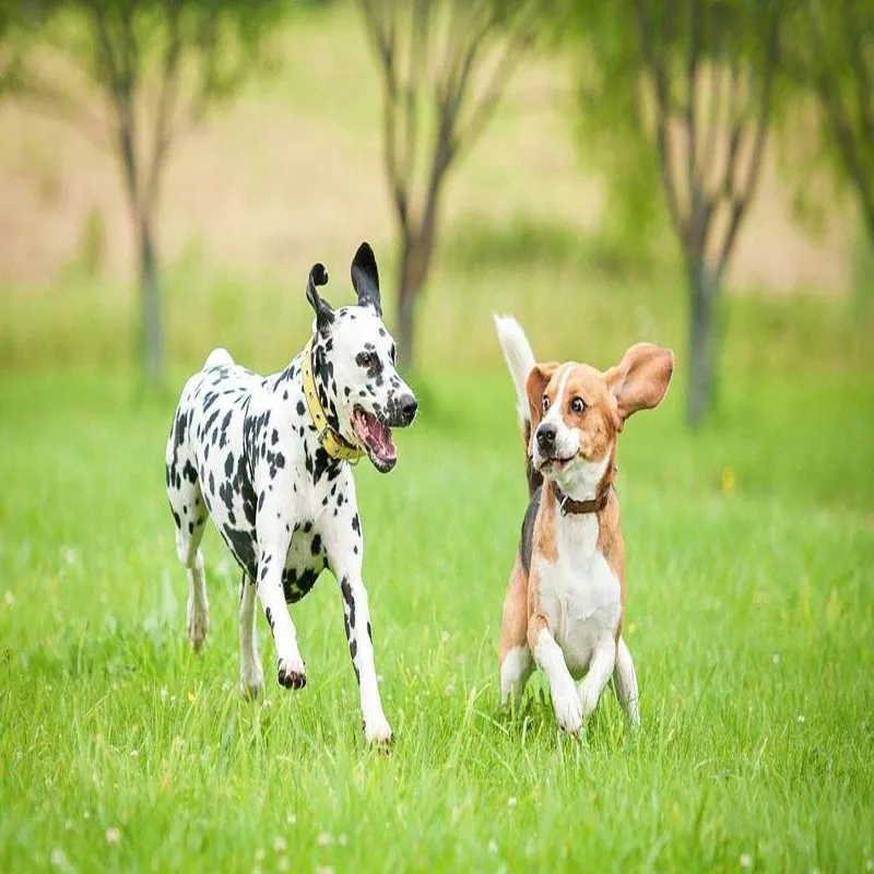 Kulit Pu Warna Warni Lembut Pet Anjing Kerah Untuk Kecil Menengah