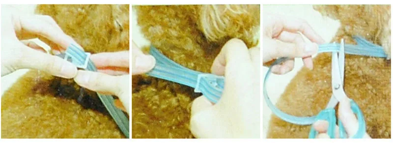 dog collar flea (9)