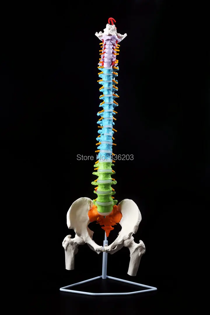 

1:1 Human Spine with Pelvic Model Fexible Stand Color skull anatomy skeleton anatomical bone esqueleto humano anatomia denture