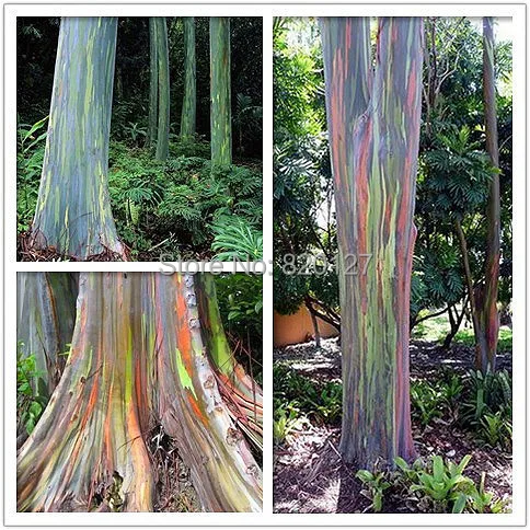 Popular Wood Eucalyptus-Buy Cheap Wood Eucalyptus lots