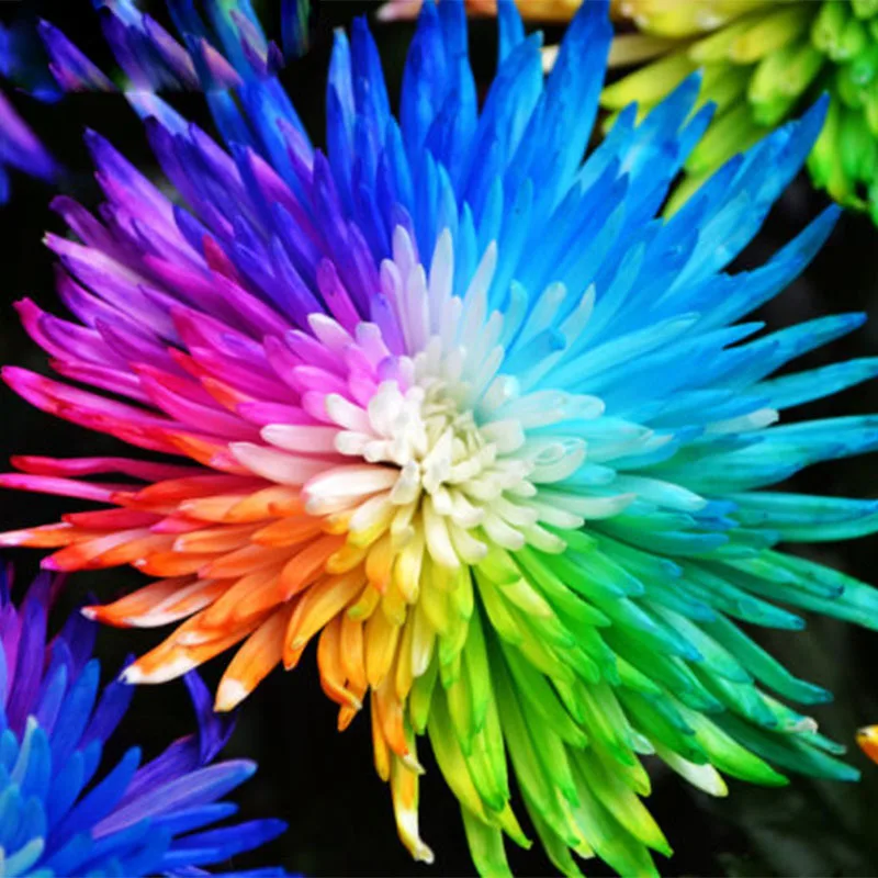 100 pcs/bag Rainbow Chrysanthemum Flower Seeds Rare Color Chrysanthemum