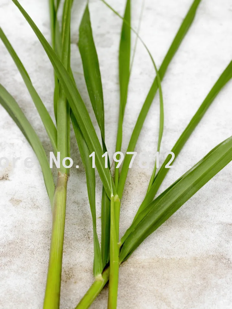 500pcs / Bag Lemon Grass plants home garden Herb plants Lemongrass plants Chinese Heirloom tea bonsai Diy plant potted Sementes