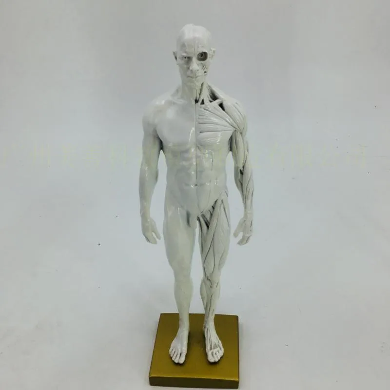 45 см человеческий анатомический Скелет+ 2 шт 30 см мужской и женский человеческий мышечный анатомический модель череп телесный CG кость модель травматический пистолет