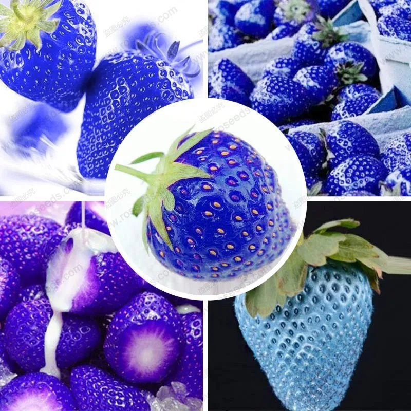 Buy 20 Pcs Blue Strawberry Seeds Free Shipping