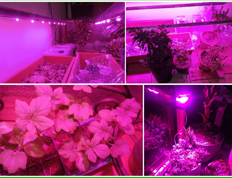 LED Phyto lamp (3)