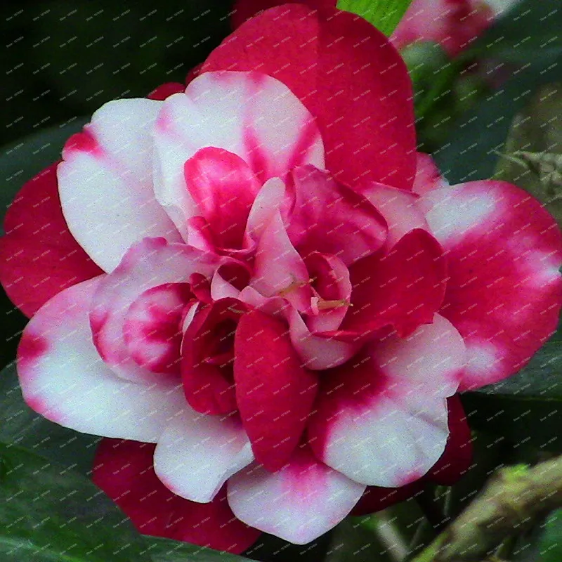 2018 New Arrival 100% Real Common Camellia bulbs Garden Potted Flowers Bonsai Plant 2 particle / pack Indoor&Outdoor plants 2018 New Arrival 100% Real Common Camellia bulbs Garden Potted Flowers Bonsai Plant 2 particle / pack Indoor&Outdoor plants