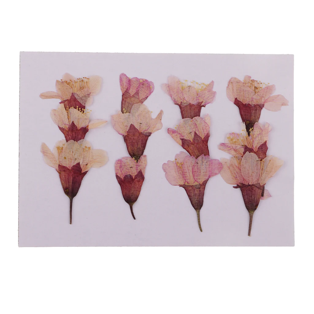 12 Pieces Natural Pressed Dried Flowers Sakura DIY Scrapbooking Arts Crafts