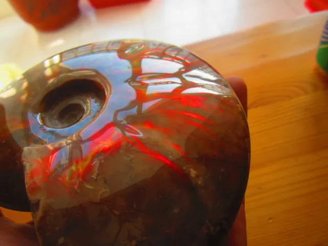 Best Offers 710g(1.56 lb) Iridescent Ammonite Ammolite Specimen Fossil Madagascar NRA209