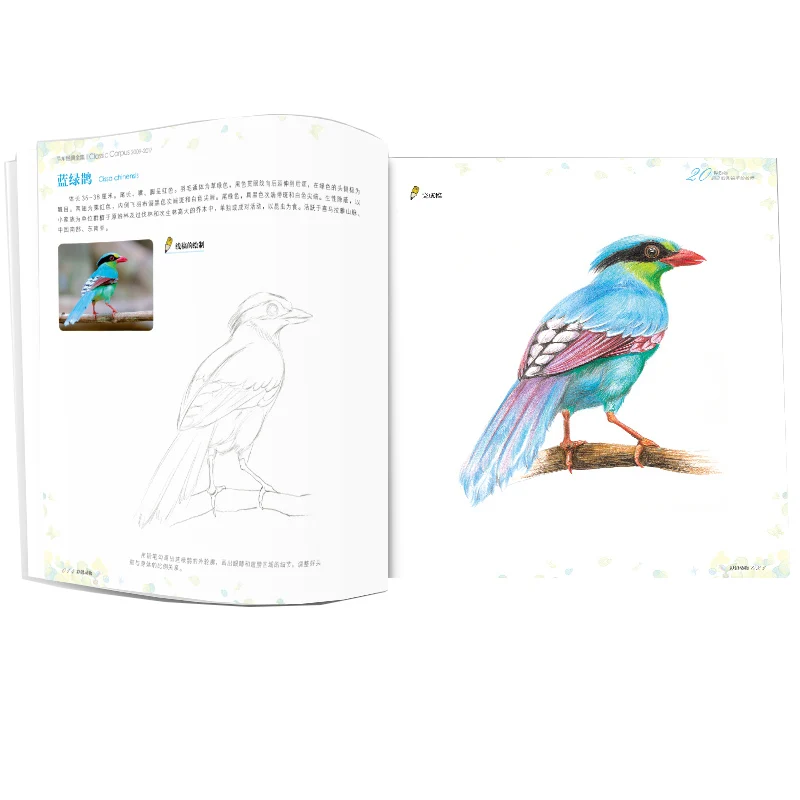 Coloring Book Pencil Sketch Entry Books Chinese Line Drawing Books Animal Sketch Basic Knowledge Tutorial Book For Beginners Coloring Book Pencil Sketch Entry Books Chinese Line Drawing Books Animal Sketch Basic Knowledge Tutorial Book For Beginners