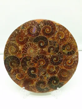 

beautiful Ammonite Shell Fossil Disc Madagascar whole ammonite fossil connected together not broken ones with shelf