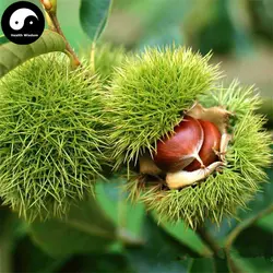Купить Castanea Mollissima Tree Semente 30 г растение каштан для фруктового ореха женьшеня