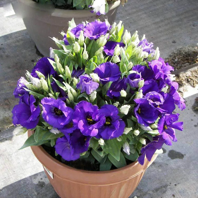 Buy 100PCS Rare Purple Eustoma Seeds