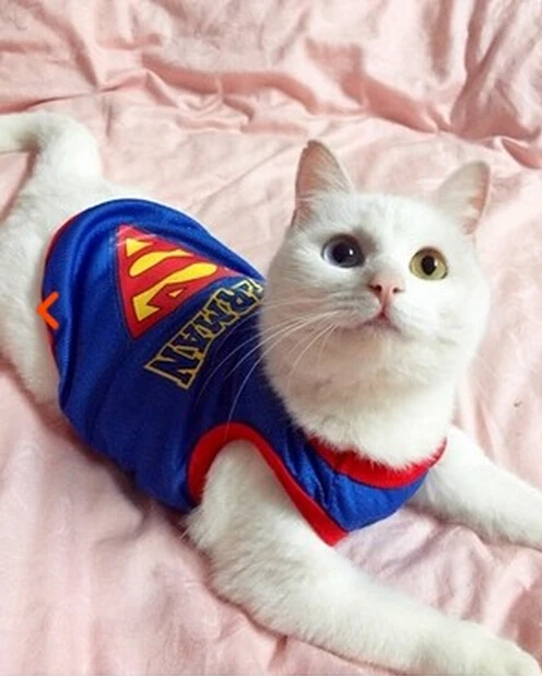 Nouvelle Arrivee D Ete Pet Gilet Vetements Pour Chats Chien Respirant Cool Boutique Gatos Roupa Par Gato Aliexpress