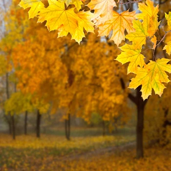 

HUAYI fall Photography Backdrop Scenery Custom Photo Portrait Studios Background Maple Leaf backdrop XT4894