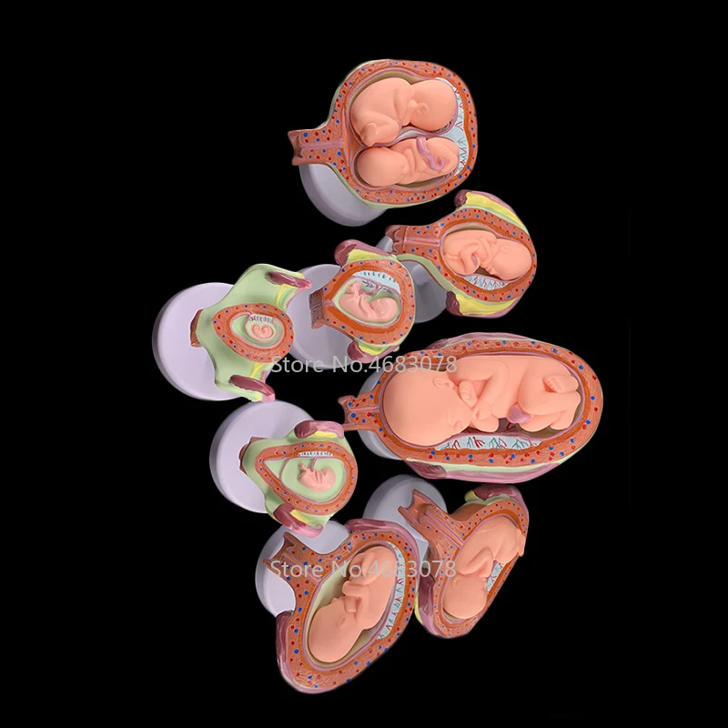 8 X модель эмбриона анатомическая модель развития человеческого плода-детский плод беременность анатомия