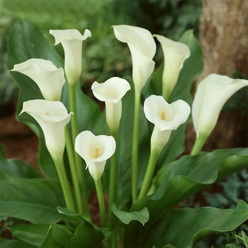 2 pcs colorful calla lily bulbs ture bulbs rare plants flowers ...