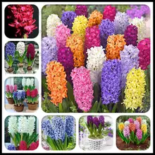 200 шт бонсай смешанный цвет гиацинт цветок(не луковицы) индейка гиацинт семена многолетника для внутренних помещений Цветущий цветок горшечные растения для дома и сада